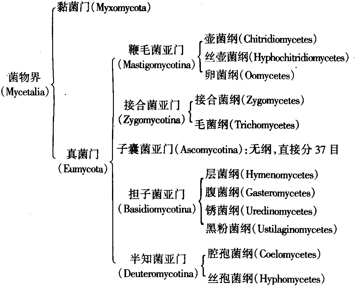 Ainsworth 菌物系統(tǒng)